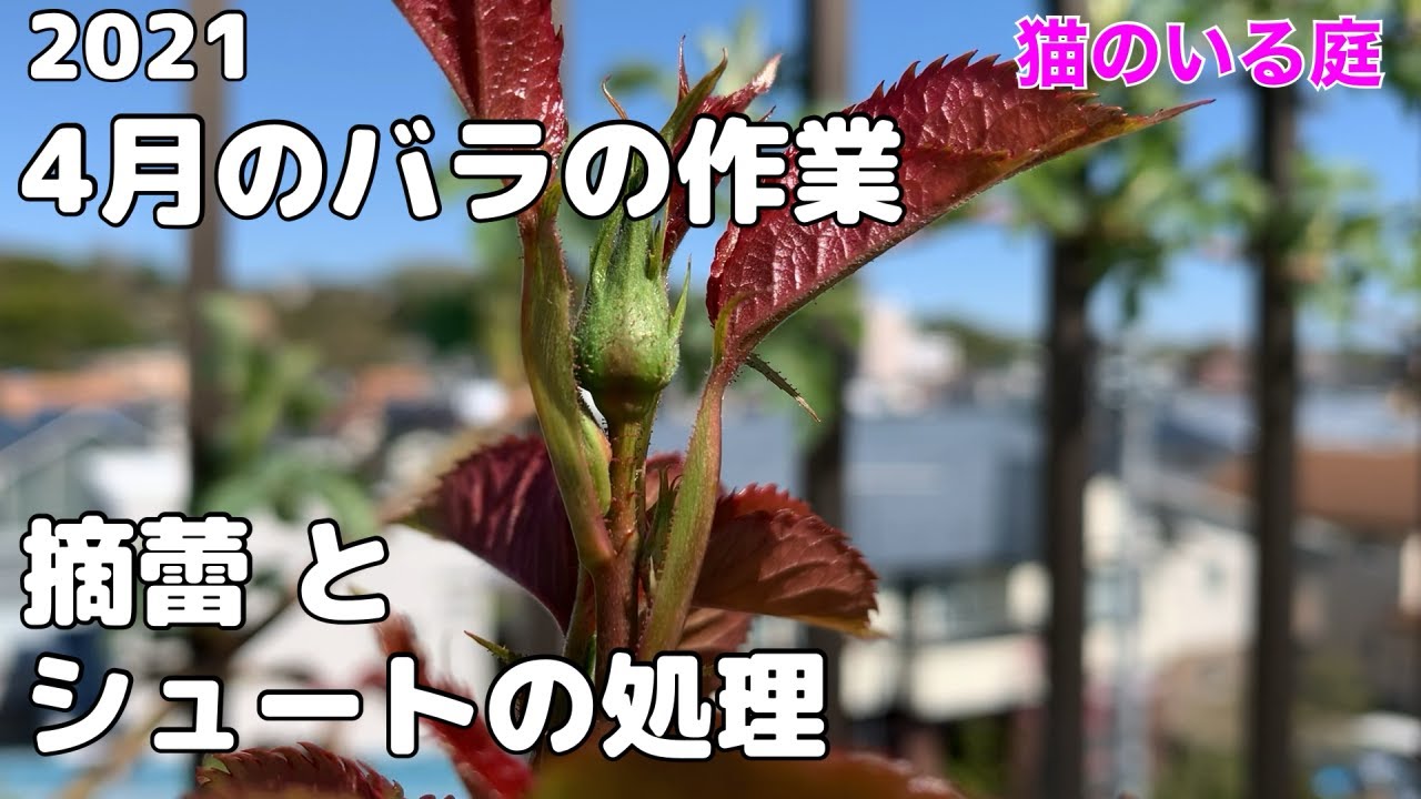 猫のいる庭 プルメリア 幹がぶよぶよ柔らかくなっても Plumeria Youtube