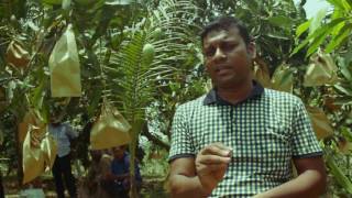 Safe Mango in Bangladesh parmeeda