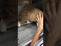 ⑦ミヌエットの琥珀ちゃんの面会中のブラッシング