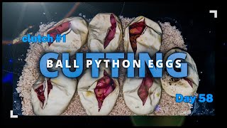 Cutting 7 Spider Ball Python Eggs, my first ever CLUTCH!!!!! by robbies talking ts 545 views 8 months ago 13 minutes, 37 seconds