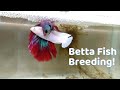 Basics of betta fish breeding  easy way to breed your betta fish