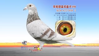 【丹尼爾】B20-4227498