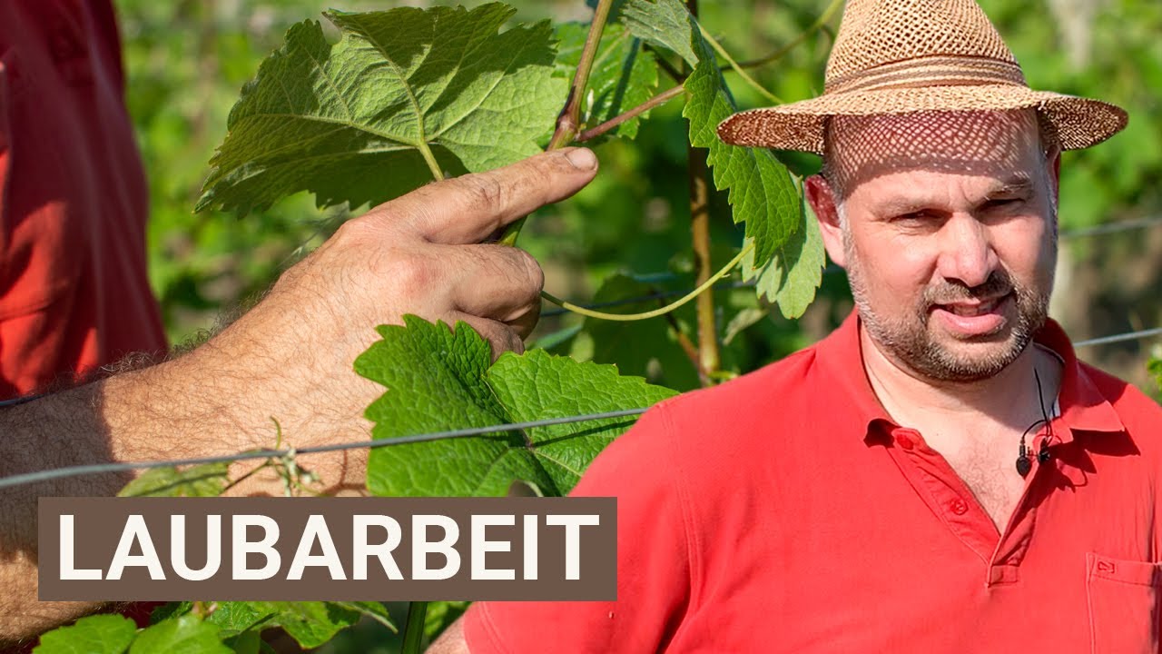 5 Minuten und Sie wissen, wie Weinreben im Sommer geschnitten werden | MDR