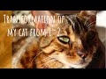 Bengal cat transformation from 1 to 2