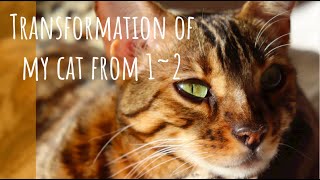 Bengal cat transformation from 1 to 2