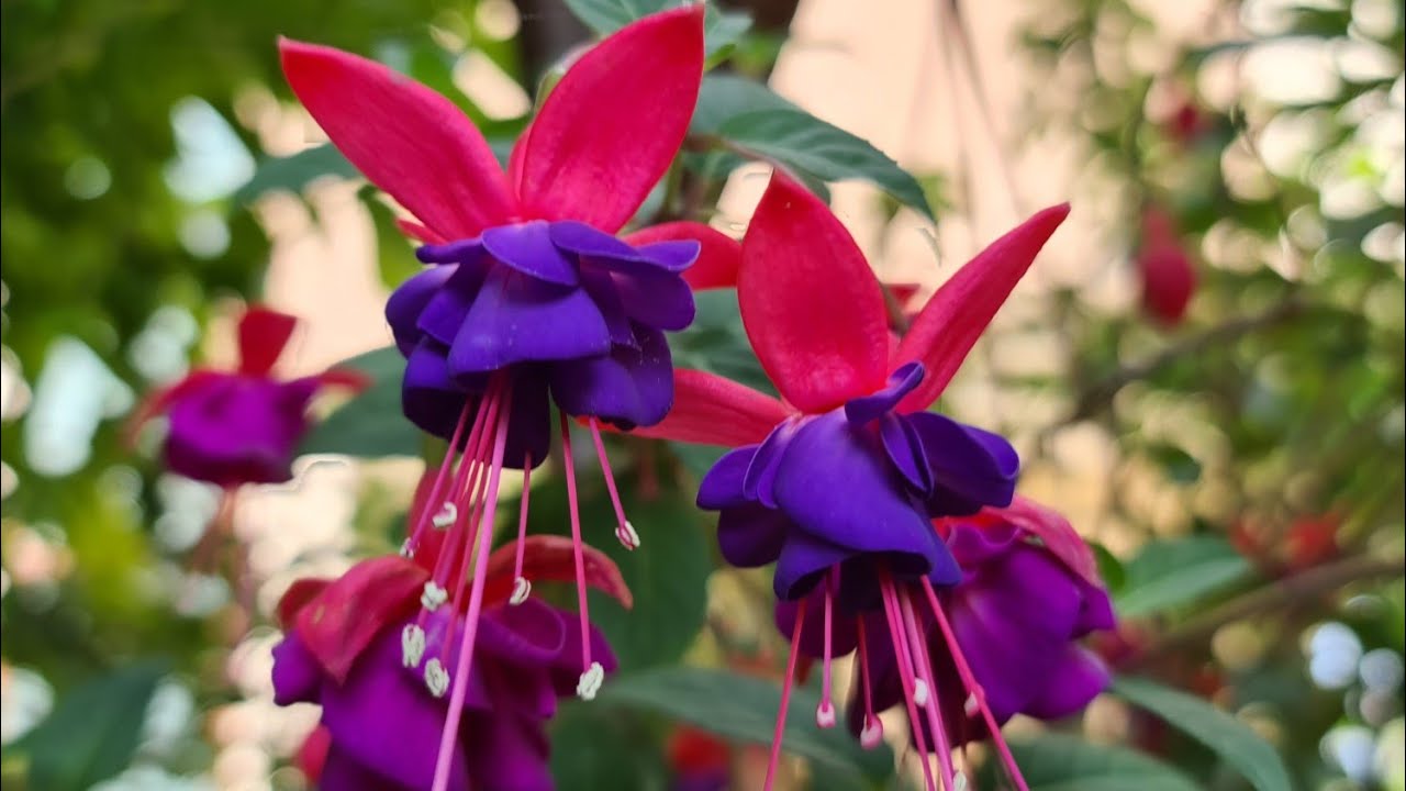 Demet'in Bahçesinde Kaktüs & Sukulent, Küpeli ve Güllerle Renkli Bir Gezi