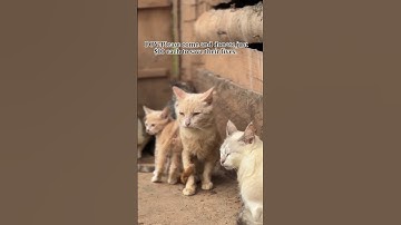 Can you please help me raise $200 towards feeding these cats, Link in bio for donations #cats #usa