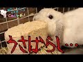うさぎの憂さを晴らす"うさばらし"を買ってうさぎに与えてみた