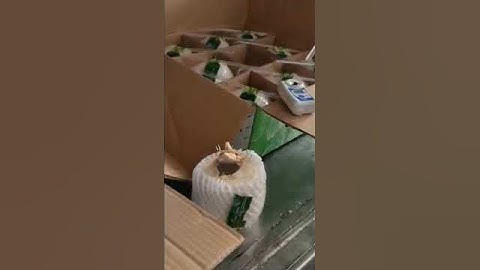 KIỂM TRA ĐỘ NGỌT CỦA NƯỚC DỪA XIÊM XUẤT KHẨU