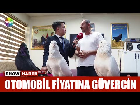 Otomobil fiyatına güvercin