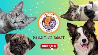 Pawsitive Boost Boosting your pet's health and happiness, one paw at a time.