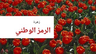 خمس دول عربية الرمز الوطني لها  زهرة ربما لأول مرة تسمع بها على اليوتيوب