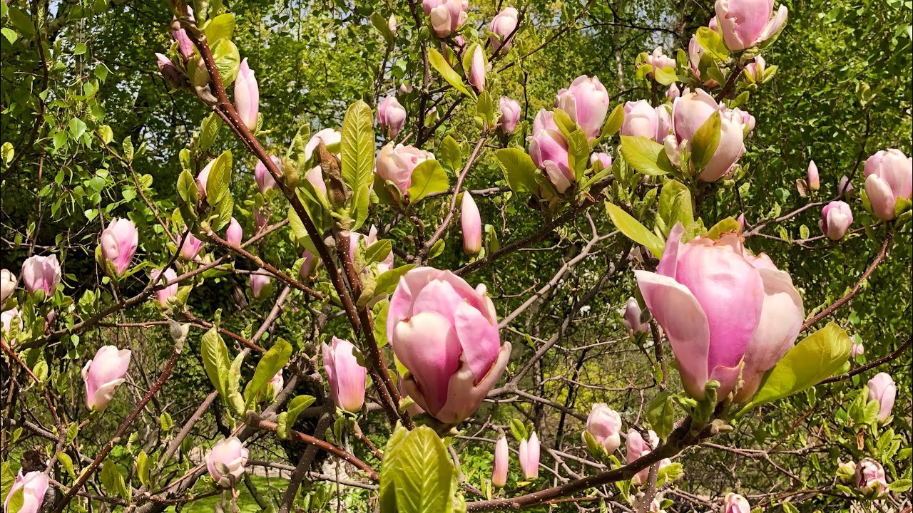 Сакура аптекарский огород схема