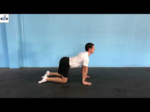 Quadruped Spinal Flexion & Extension