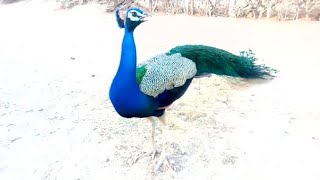 Amazing peacock feeding/ beautiful  desert peacock  to get food and water from the morning at Home