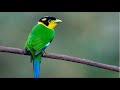 Tiếng chim Mỏ rộng xanh, Long tailed Broadbill, นกพญาปากกว้างหางยาว