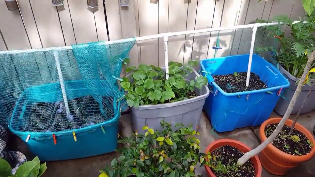 Harvesting the rest of the watermelon radish YouTube