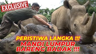 INI PERISTIWA LANGKA BANGET !!! SEDEKAT INI DENGAN BADAK !!!