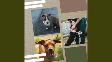 Pulsating Backdrops for Taking Care of Pups