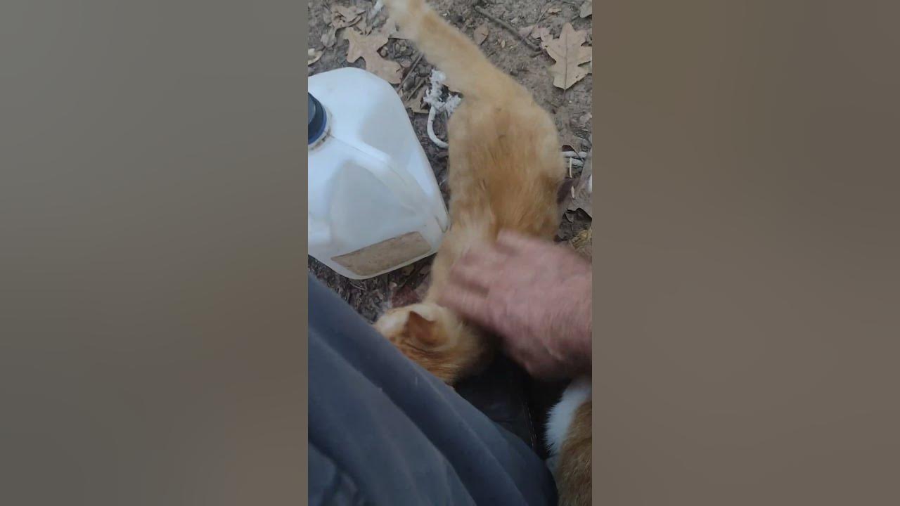 Meatball says quit stalling catland feralcats kittens cats youtube