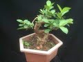 cây ổi bonsai cây ổi nhà làm I my idea