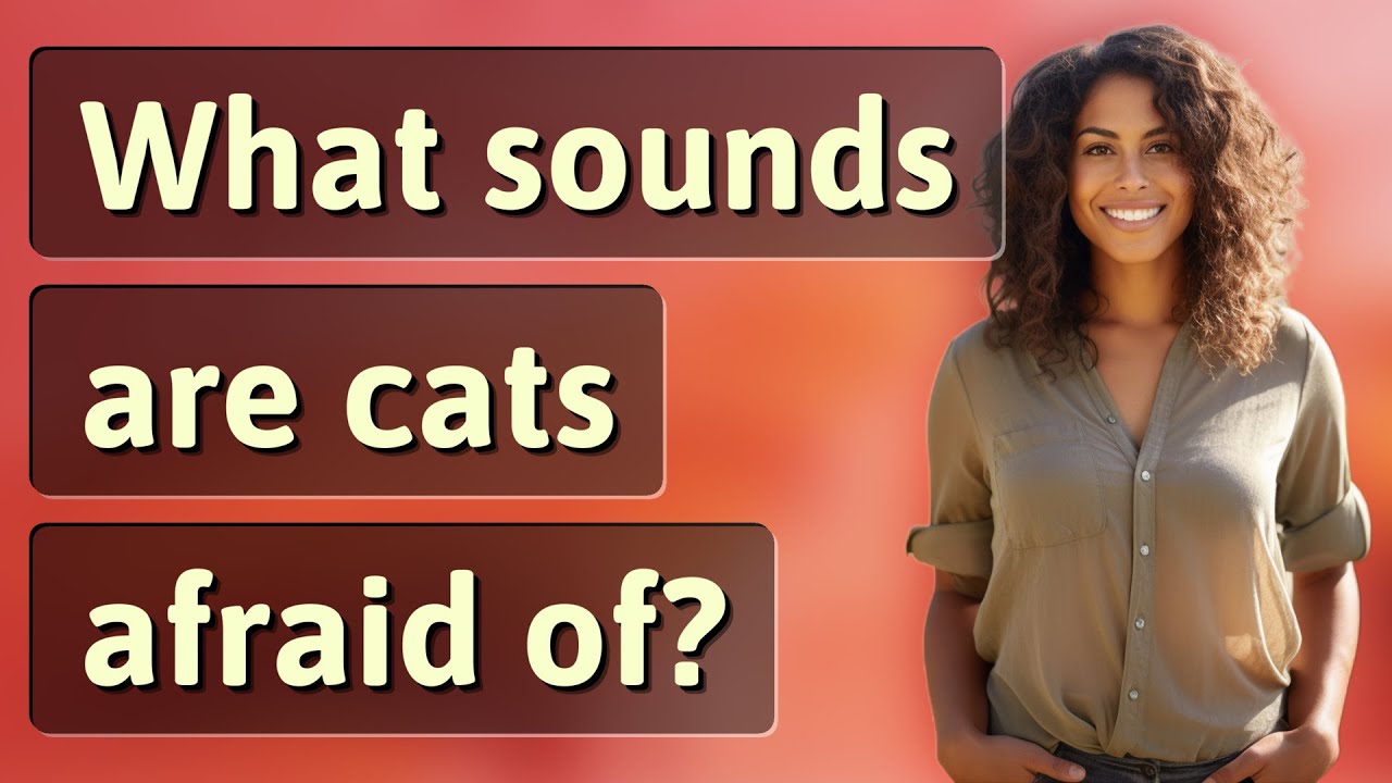 what-sounds-are-cats-afraid-of-youtube