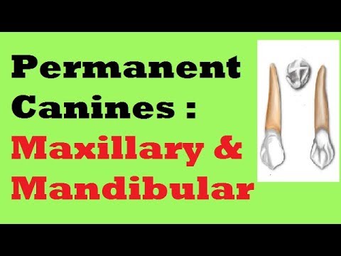 Permanent Canines : Maxillary and Mandibular