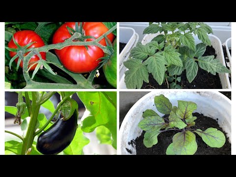Video: Acemi Bir Bahçıvanın Bile Yetiştirebileceği 9 Sebze Mahsulü