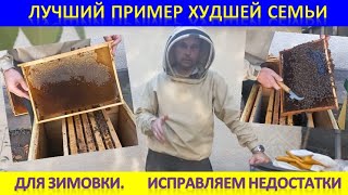 Лучший Пример Худшей Семьи Для Зимовки. Исправляем Недостатки.