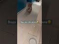 Так и было мам🤭 #приколы #юмор #шортс #ютубтренды #приколысживотными #собака #тренды