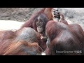 飼育員が支援するボルさんとチャッピーの交配活動　Borneo and Chappy's courtship activity for hope of a baby supported by staff