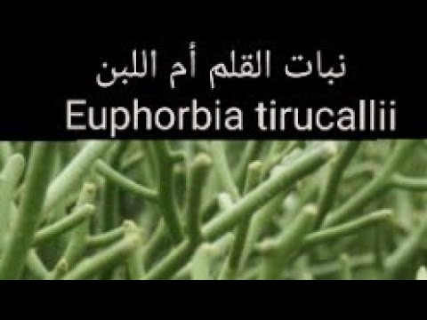 ቪዲዮ: Euphorbia ወይም Euphorbia: ዝርያ ፣ ተከላ እና ማባዛት