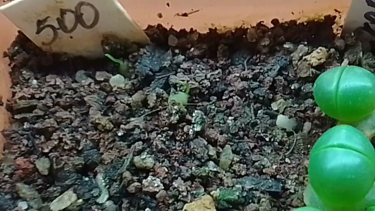 Сеянцы Аргиродерма (Argyroderma) и Схизобазис (Шизобазис), Schizobasis Intricata