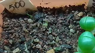 Сеянцы Аргиродерма Argyroderma И Схизобазис Шизобазис, Schizobasis Intricata