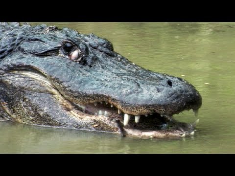 Python vs Alligator 03 -- Real Fight -- Python attacks Alligator - YouTube