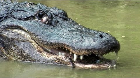 Python vs Alligator 03 -- Real Fight -- Python attacks Alligator