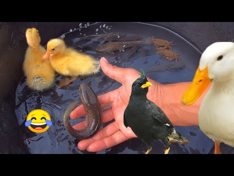 Video Vịt Con Mới Nở Đã Biết Theo Người Và Món Quà Em Nhân... - youtube