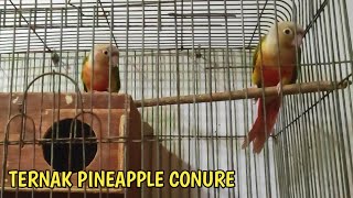 ternak pineapple conure