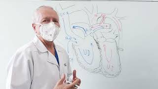Cardiopatias Congénitas Parte 4 - Qué Es El Ductus Arterioso?
