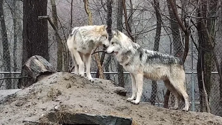 Wolf Kiss Interrupted - DayDayNews