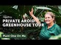 3,700 AROIDS in One Greenhouse! Anthurium, Philodendron & More: Part 1 — Ep. 261