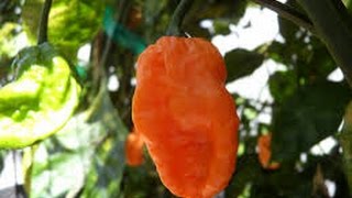 ⟹ Bhut Jolokia Orange Pepper, Capsicum chinense | PLANT REVIEW