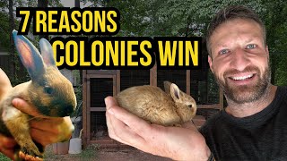 Raising Rabbits in Colonies [7 Myths Busted]