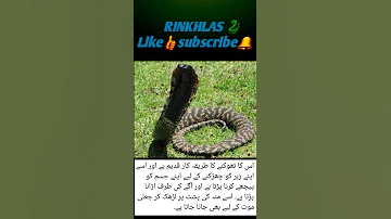 Interesting Snake Facts 152 Shorts Youtube Youtubeshorts Viral 