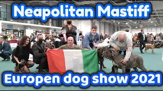 Neapolitan Mastiff European dog show 2021/ 2nd day/ Budapest Hungary