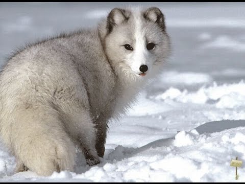 Животные Красной Книги Казахстана Фото С Названиями