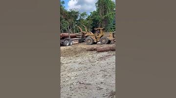 Wheelloader loads logs onto the loggingtruck logs#heavyequipment#loggingtruck#workers