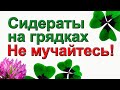 О СИДЕРАТАХ ПОДРОБНО. КАК СЕЯТЬ И ГДЕ