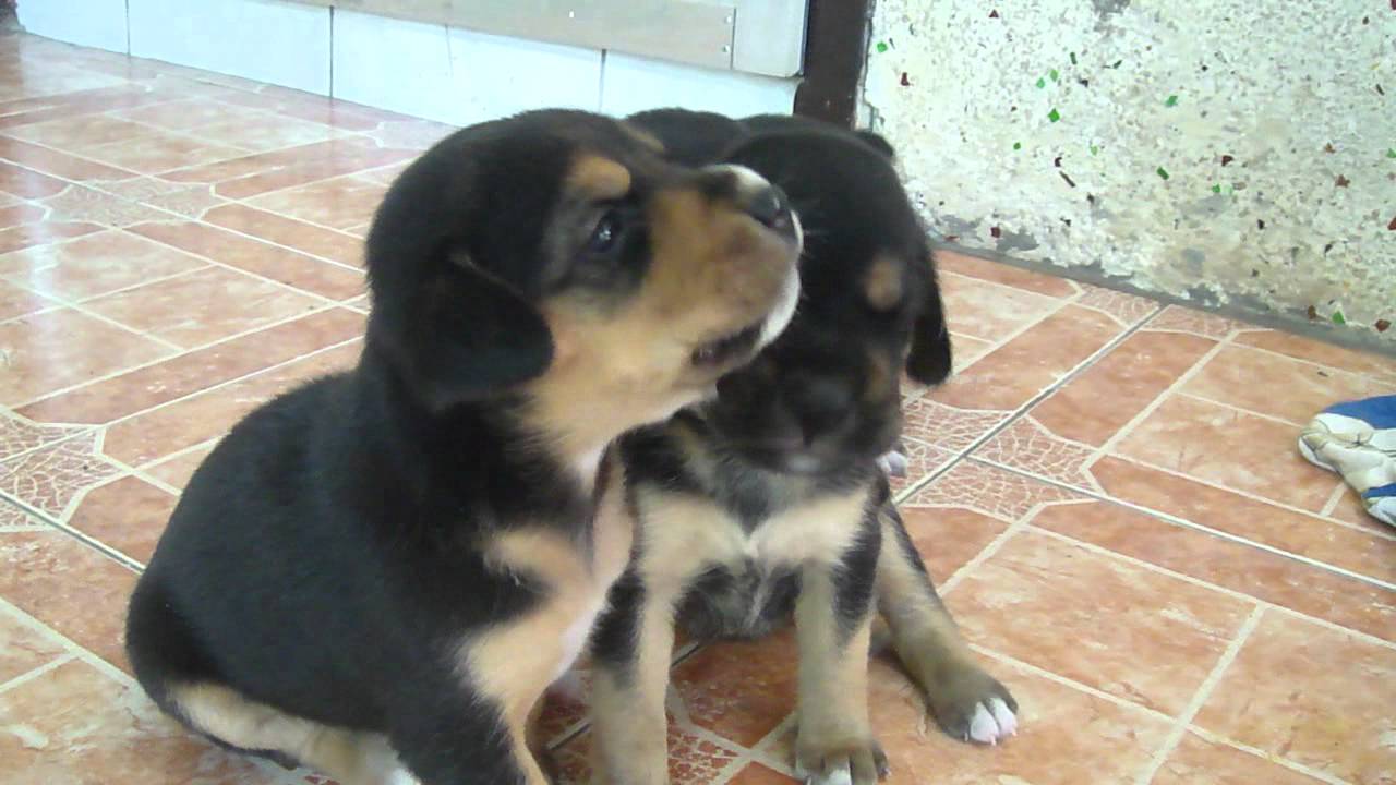 Beagle Puppies 3 weeks old YouTube