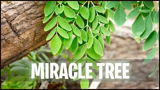 Top 7 Health Benefits of Moringa by StayHealthy 1,420 views 4 years ago 5 minutes, 2 seconds